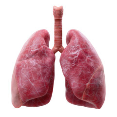 Realistic human lungs anatomy medical illustration isolated on transparent background
