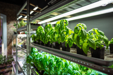 Genovese Basil juicy green leaves germinate under artificial phytolamps in greenhouse. Greenery...