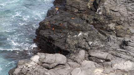 Mar agitado quebra contra rochas, revelando o poder da natureza no litoral brasileiro
