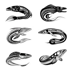 tribal eel vector design for tattoo or ethnic artwork
