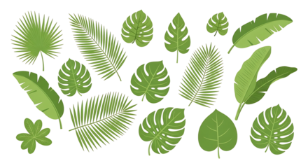 Vibrant green tropical leaves vector set: monstera palm and banana leaf illustrations flat design style.
