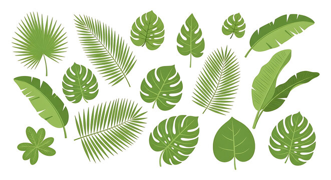 Vibrant green tropical leaves vector set: monstera palm and banana leaf illustrations flat design style.