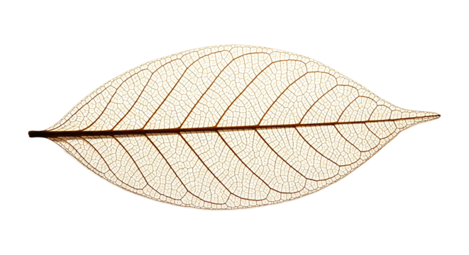 Delicate Leaf Skeleton with Intricate Vein Structure and Texture.