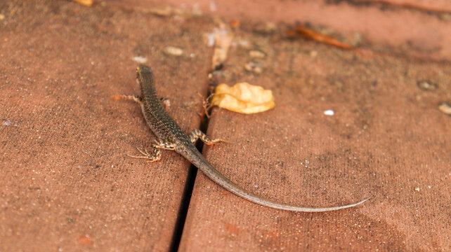 Pequeno lagarto sobre piso de cimento em ambiente externo, destacando fauna urbana, r&eacute;ptil, vida selvagem, natureza pr&oacute;xima e detalhe de animal em cena cotidiana.
