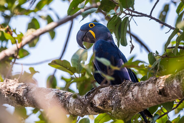 Hyacinth Macaw in  forest environment,Pantanal Forest, Mato Grosso, Brazil.