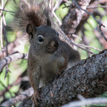 Squirrel in tree