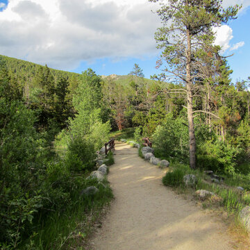 Walkway in National Forest, Montana