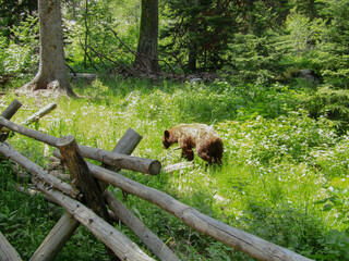 Brown Bear cub in Grand Teton National Park, Wyoming walking away through brush © Marks Pix