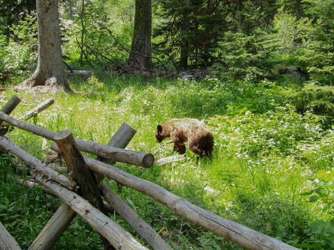 Brown Bear cub in Grand Teton National Park, Wyoming walking away through brush