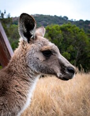 Obraz premium Kangaroo profile in grassland