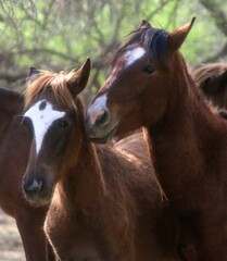 Fototapeta premium Wild Horse Brothers 