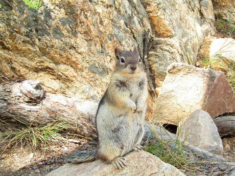 Squirrel