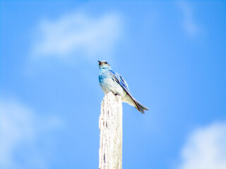 Western Bluebird on dead tree