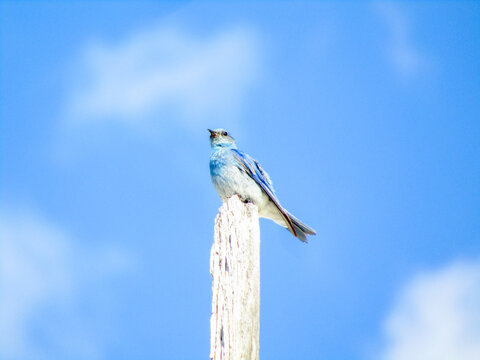 Western Bluebird on dead tree
