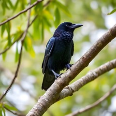Fototapeta premium A raven on a tree branch.