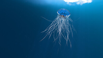 Blue jellyfish in ocean © Thomas