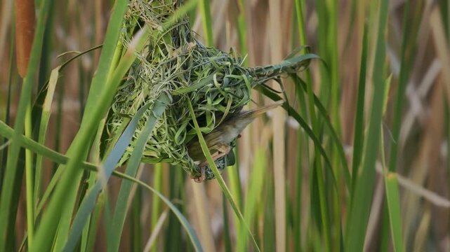 Streaked weaver Ploceus manyar weaver bird found in South Asia and South-east Asia. beautiful song bird with yellow cap building the nest in reeds, singing with open wings.