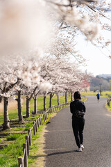 Obraz premium 偕楽園公園 四季の原の桜並木を歩く人