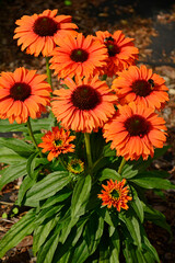 pomarańczowe kwiaty jeżówki, odmiana jeżówki 