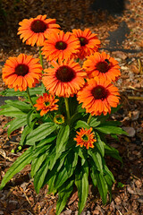 pomarańczowe kwiaty jeżówki, odmiana jeżówki 