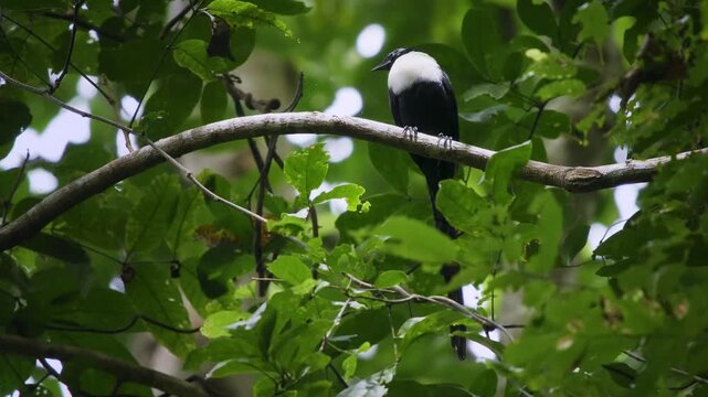 White-necked myna Streptocitta albicollis large long-tailed starling in Sturnidae, also called Celebes or Sulawesi magpie, black and white long tail bird endemic to Sulawesi,  two subspecies.
