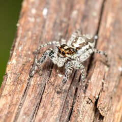 Obraz premium Jumping spider on wood
