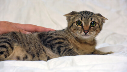 a scared tabby kitten lying on a white background. The animal has expressive large green eyes and pressed ears, which emphasizes its anxious or wary state. 