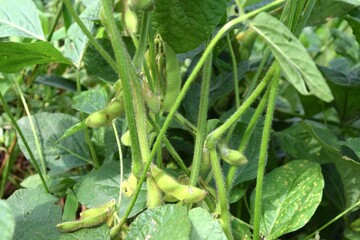 だだちゃ豆の栽培風景 山形県鶴岡市