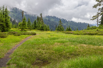 forest in the mountains