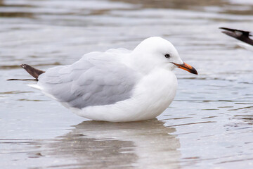 Silver Gull Resting in Shallow Coastal Water