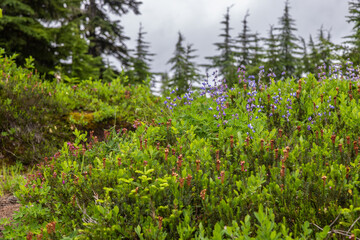 wild flowers in the forest