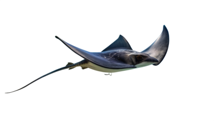 An eagle ray swimming gracefully in the ocean, isolated on transparent background