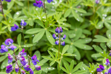 purple flowers in the garden
