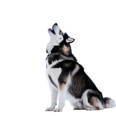 Husky dog howling on a black background animal canine