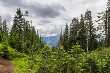 pine trees in the mountains