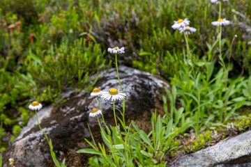 flowers in the mountains