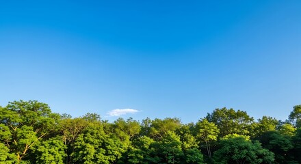Obraz premium Lush Green Forest Canopy Under a Clear Blue Sky