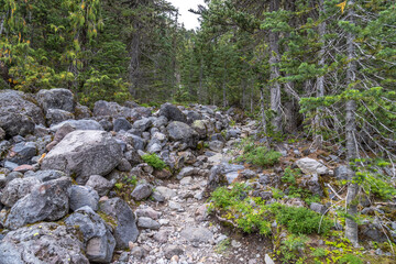 moss on rocks