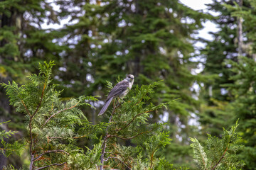bird on a branch