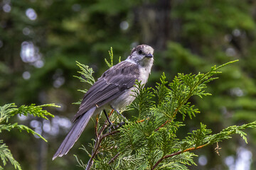 bird on a branch