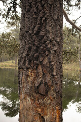 tree trunk in the forest