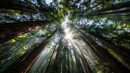 Majestic Redwood Forest: Sunlight Beams Through Ancient Trees