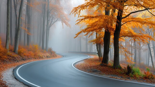 A winding paved road through a dense autumn forest