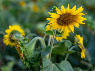 Blooming sunflower flowers growing in a field.