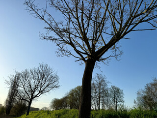 Trees in nature trees tree tree trunk and leaves of trees Natur Bäume in der Natur Bäume Baum Baumstamm und Blätter von Bäumen nature park garden town erholung
