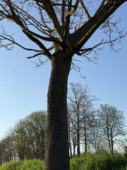 Trees in nature trees tree tree trunk and leaves of trees Natur Bäume in der Natur Bäume Baum Baumstamm und Blätter von Bäumen nature park garden town erholung