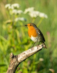 Fototapeta premium Robin perched on branch, summer meadow