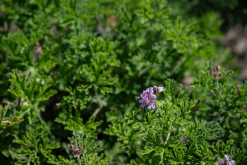 Pink flowers and green leaves of the Pelargonium graveolens (scented geranium) plant outdoors in a garden.