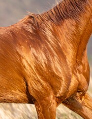 Horse's glossy, reddish-brown coat