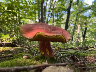 Terrapin Mountain - Bedford County, VA